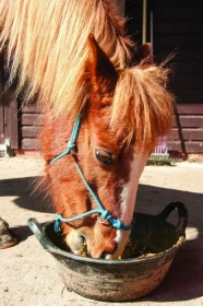 Krmné doplňky, díl 5. –  Makroprvky