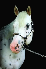 Když se koně vyparádí – I. díl Appaloosy