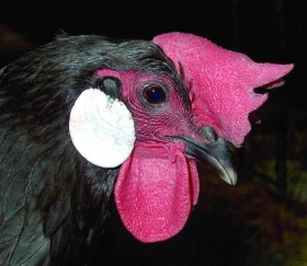 Problémy v chovu drůbeže 10  – Když se rozhodnete vystavovat: 2. pozice / hlava