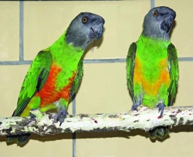 Papoušek senegalský (Poicephalus senegalus) – Je snadné jej odchovat?