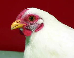 Problémy v chovu drůbeže 10