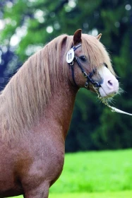 Když se koně vyparádí,  III. díl – Velšský pony