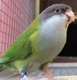 Odchov aymary šedoprsého