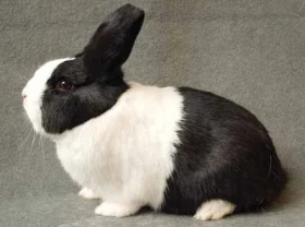 Zdravotní problémy v chovu králíků – díl 7.  Šlechtění a plemenitba