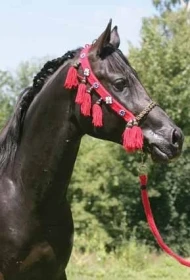 Když se koně vyparádí, III. díl – Arabský kůň