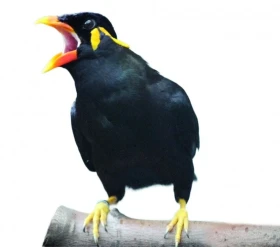 Umělý odchov loskutáka posvátného