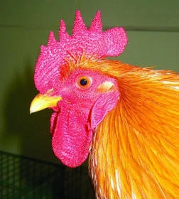 Problémy v chovu drůbeže 11 Když se rozhodnete vystavovat: 2. pozice – hlava