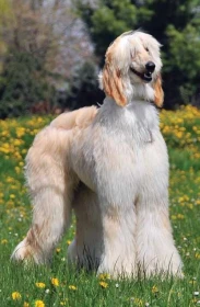 Historie afgánského chrta