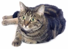 Kočky s průkazem a ty další