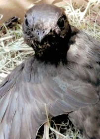 Rorýs obecný (Apus apus) – seznámení s neobyčejně zajímavým druhem a zkušenosti s ošetřováním v lidské péči