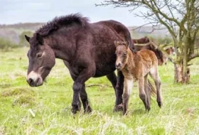 Divoký kůň (Equus ferus)