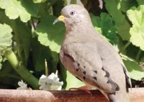 Jižní Amerikou od Atlantiku k Pacifiku