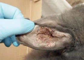 Zdravotní problémy v chovu králíků,  díl 10. –  Vnější parazitární onemocnění