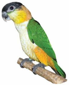 Amazonek černotemenný Pionites melanocephalus