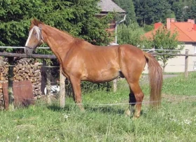 Krmné doplňky, díl 12 – Na pomoc kloubům