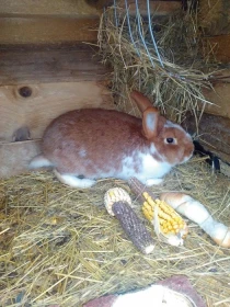 Zahradní odpad a zdraví zvířat