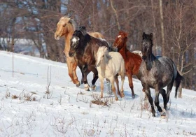 Krmné doplňky, díl 13 – Pro podporu imunity