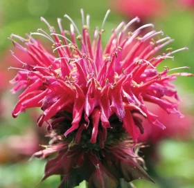 Poklady z přírody 58 – Monarda