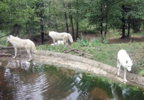 Tajemství psího mozku