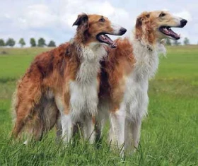 Barzoj – ruský chrt