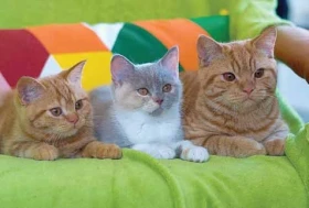 Jedna kočka, dvě, tři?