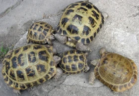Želva stepní – 1. část, Testudo horsfieldii Gray, 1844 (syn. Agrionemys horsfieldii)