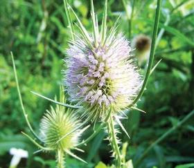 Krmné doplňky, díl 14: Pro detoxikaci – a vlastně i pro játra