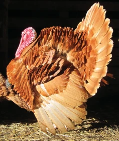 Zdravotní problematika v drobnochovu drůbeže,  2. část – Prevence