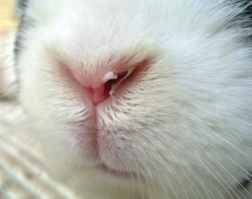 Králík kýchl - infekční rýma králíků, nebo „planý poplach“?