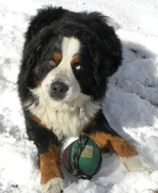 Příběhy z veterinární ordinace 2 – Torze žaludku