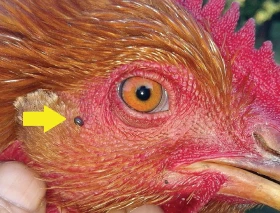 Zdravotní problematika v drobnochovu drůbeže 3 –  Parazitární onemocnění,  ektoparazité