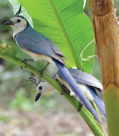 Zemí sopek a tří moří – 1