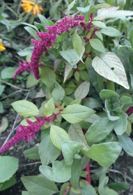 Poklady z přírody 61 – Laskavec