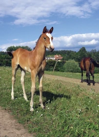 Krmné doplňky, díl 17:  Hříbata a rostoucí koně