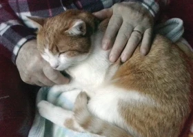 Felinoterapie 2. díl – Existuje nejvhodnější plemeno pro felinoterapii?