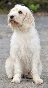 Briquet griffon vendéen