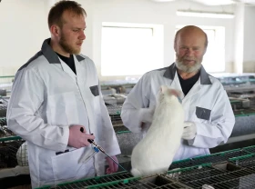 Chov hybridních králíků 3 – Inseminace