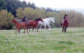 Krmné doplňky, díl 19: Než začneme „doplňovat“, měli bychom správně krmit