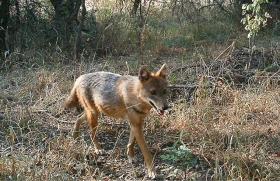 „Nová“ psovitá šelma v Česku – šakal z Knihy džunglí