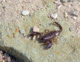 Štíři Euscorpius na zahradě