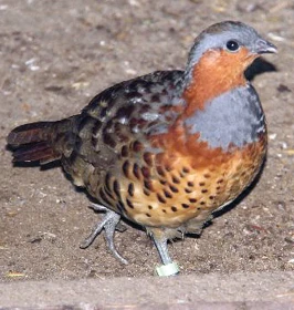 Kur bambusový (Bambusicola thoracicus)