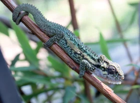 Venkovní chov chameleonů Bradypodion thamnobates