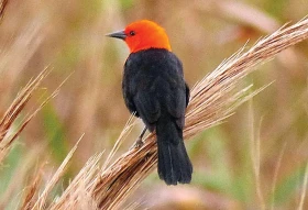 Gran Chaco – život ve vysoké trávě