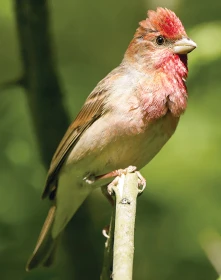 Ptáci a jejich migrace II