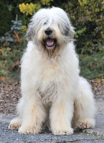 Ciobănesc Românesc Mioritic