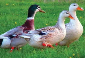 Zdravotní problematika v drobnochovu drůbeže 7 – Plísňová onemocnění