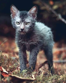 O plemeni lykoi
