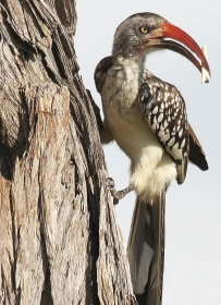 Zoborožci v Botswaně