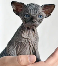 Kanadský sphynx – „měsíční kočka"