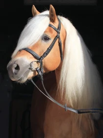 Chov koní Vrchovany